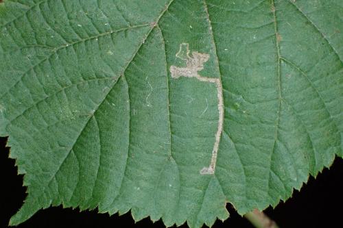 Stigmella tiliae